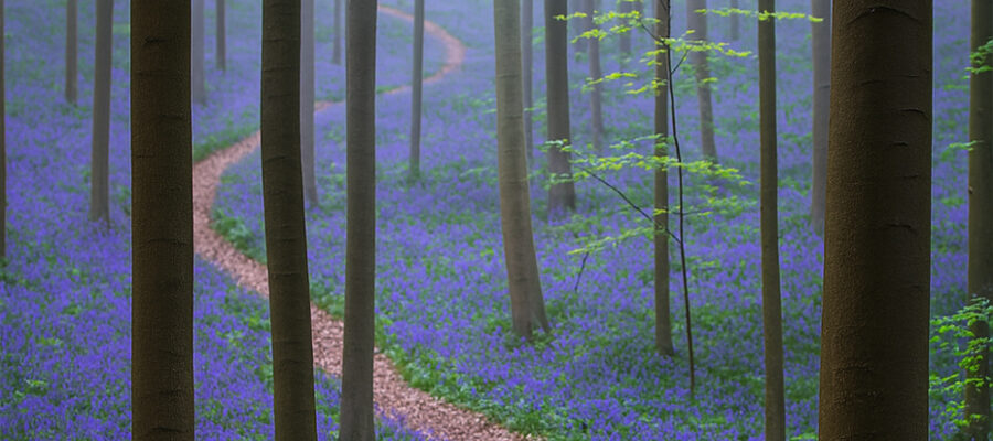 Hallerbos (Blue Forest) ΓÇô Halle, Belgium