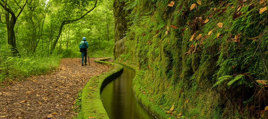 Laurisilva Rain-Forest ΓÇô Madeira, Portugal